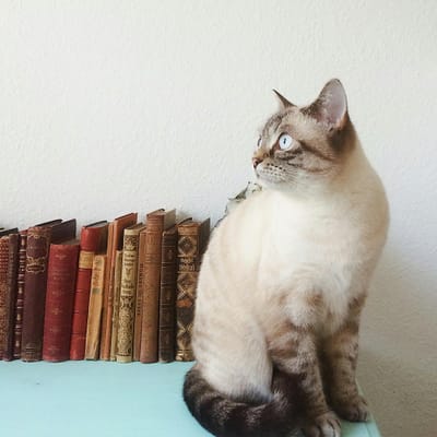 Lestari Putri avatar